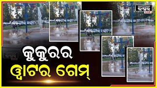 ୱାଟର ପାର୍କରେ କୁକୁର... ଡେଇଁ ଡେଇଁ ପାଣିରେ ଭିଜୁଛି ପୋଷା କୁକୁର