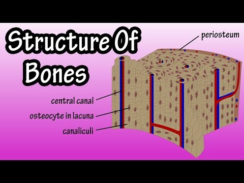 Does spongy bone contain Osteons?