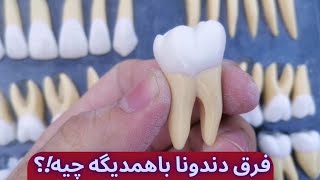 آناتومی دندون های دائمی !!! چرا هرکدوم یه شکلین ؟ #PmDentyLife