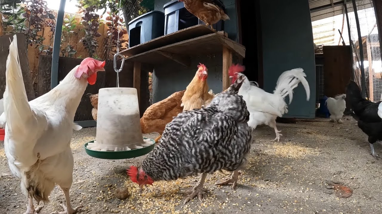 Backyard Chickens Fun Relaxing Coop Video Sounds Noises Hens Clucking ...