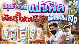 ข้าวโพดเลี้ยงสัตว์แปซิฟิค 339 789 995 เลือกพันธุ์ไหนดี? ลักษณะเด่นแต่ละพันธุ์เหมาะกับพื้นที่แบบไหน ?