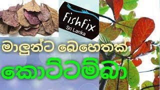 How To Use Almond Leaves (කොට්ට්ම්බා කොළ) As a Treatment.. FishFix SriLanka