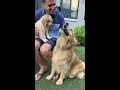 dog meets puppy for the first time 🥰 goldenretriever dog