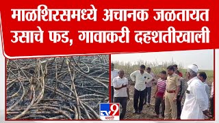 Malshiras तालुक्यात अचानक का जळतायेत ऊसाचे फड? गावकऱ्यांमध्ये दहशत | Sugarcan Fire