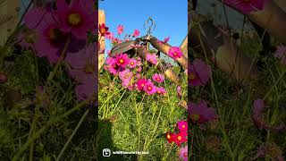 Self-sown Cosmos - #wildflowerartbykari #flowers #backyardgarden #backyardgardening #cosmos #garden