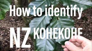 How to identify the NZ Kohekohe tree (Dysoxylum spectabile)