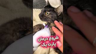 شروع درمان از دیروز شروع شد 🐱 #گربه دست شکسته ❌پارت یک