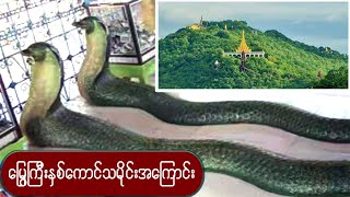 မန္တလေးတောင်က မြွေကြီးနှစ်ကောင် အကြောင်း