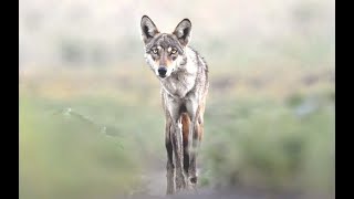 இந்திய சாம்பல் நிற ஓநாய் (INDIAN GREY WOLF)