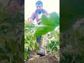 topशेतकरी सकाळी लवकर उठून शेतामध्ये वांग🍆 तोडण्यासाठी 🤷 youtubeshorts शेतकरी सबस्क्राईब_करा 👉🔔