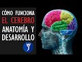 La estructura del cerebro, características y crecimiento