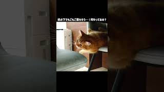 机の下でもごもご落ちそう…！何やってるの？【サイベリアンの風（ふう）】#shorts #猫のいる暮らし  #茶トラ #サイベリアン