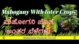 Inter Crops With Mahogany.Plantation,ಮಹಾಗನಿ ಕೃಷಿಯೊಂದಿಗೆ ಅಂತರ ಬೆಳೆಗಳು