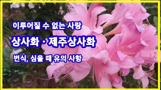 상사화,제주상사화.이루어질 수 없는 사랑