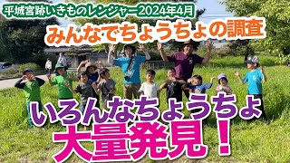 チョウのオスとメスを見極めよう！平城宮跡いきものレンジャーよ！午後の部！2024年春※許可を取って調査しています。