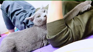 【猫動画】腕を伸ばしてご飯アピールするロシアンブルー【russianblue】Russian blue that stretches out your arms and appeals to you