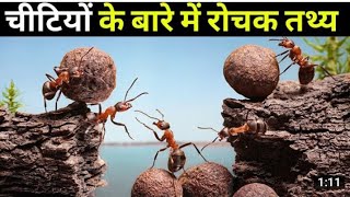 चींटी के बारे में रोचक तथ्य I😲 Facts About Ant I Facts I Chiti Ke Bare mein rochak tathya I #Shorts