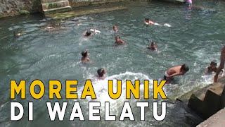 Uniknya Morea, ikan yang hidup di sungai Waelatu | JELANG SIANG