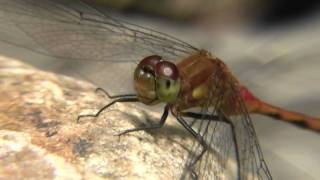 Ruby Meadowhawk