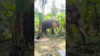 ലെ ആന: ഞാനൊന്ന് കാറ്റ് കൊണ്ടോട്ടെ🤣🤣😲#shortsfeed #trendingshorts #elephant #shortsvideo