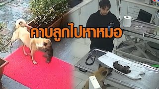 สุดประทับใจ แม่สุนัขคาบลูกไปหาหมอเองที่ตุรกี