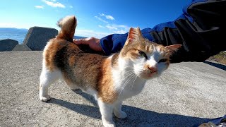 防波堤に座っていたら野良猫がトコトコ歩いてきた