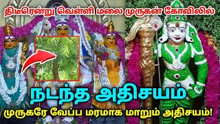 திடீரென்று வெள்ளி மலை முருகன் கோவிலில் நடந்த அதிசயம் ! முருகரே வேப்ப மரமாக மாறும்  அதிர்ச்சி !