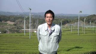 掛川深蒸し新茶～茶畑の風景20110414　お茶の里城南