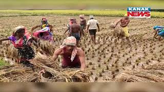 Unseasonal Rains Damage Paddy Crop In Ganjam