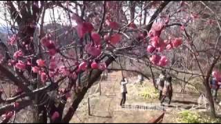 甘い香り ほのか…　安中で寒紅梅が咲き始め