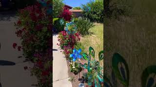 My Beautiful Flower Garden (6-9-2024)