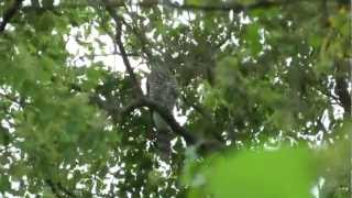 鳳頭蒼鷹 Crested Goshawk