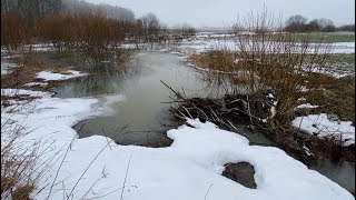 BEAVER DAM REMOVAL! THE FIRST OF THIS YEAR!  STILL WINTER!