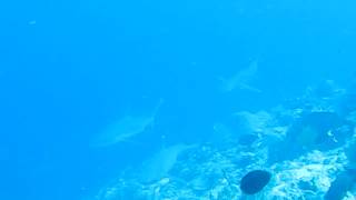 grey reef shark Menor 1