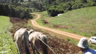 TOMBANDO A TERRA COM A MULA BONECA E CAVALO BRAGADO