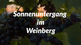 Herrlicher Sonnenuntergang im schwäbischen Weinberg. Ein Film der Saison 2021.