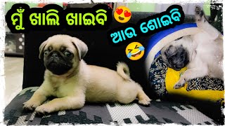 ମୁଁ ଖାଲି ଖାଇବି ଆଉ ଶୋଇବି 🤣 / Odia bhaina vlogs / Odia vlogs