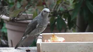 庭にやって来る野鳥