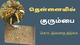 தென்னையில் குரும்பை கொட்டுவதை தடுக்க வைட்டல் எனர்ஜி 20 மில்லி ஒரு மரத்திற்கு #coconut #vitalenergy