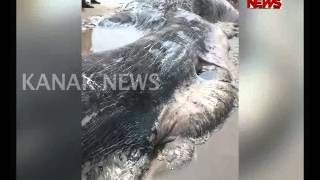 Dead Whale In Puri Brahmagiri