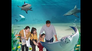 Dubai Aquarium & Underwater Zoo | Dubai Mall