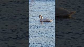 Лебідь у Дніпрі 🦢 #swan #swans #swanlove #whiteswan