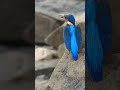 Kingfisher Birds WORLD