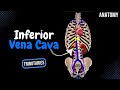 Inferior Vena Cava (Topography, Visceral and Parietal Tributaries) - Anatomy