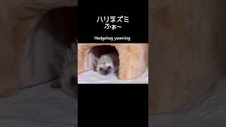 ハリネズミふぁ~Hedgehog yawning             #ハリネズミ#hedgehog#cutesthedgehog