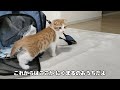 生後2ヵ月の子猫をお迎えした初日はまさかのこうなりました…【スコティッシュフォールド】