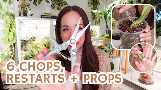 ✂️chopping + restarting 6 plants! 🌿propagation, variegation rescue & decluttering