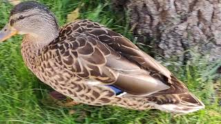 Mallard walking in the park, video taken with OnePlus 7T