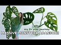 Plant Feature of the Month! 🪴 | New Series Featuring Monstera Adansonii | Episode 1