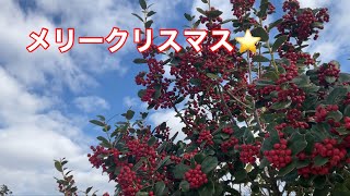 まるおの母　まるこの宿根草と低木の庭　2024 12 25 クリスマスの庭は、雪が残っていて、寒い寒い🥶今年は、庭に来る野鳥が少なくてガッカリ😮‍💨